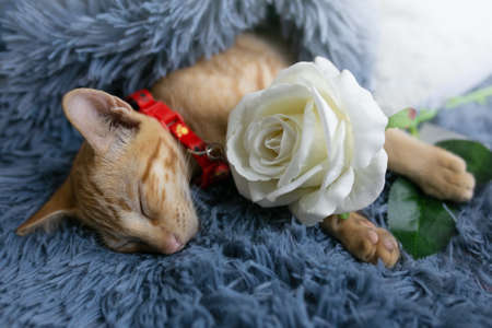 Cute kitten, sleeping comfortably on the soft carpet.の写真素材