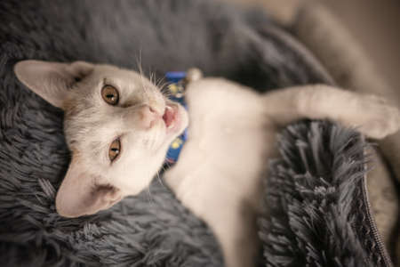 Cat lying on the carpet.