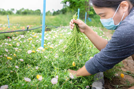 Person picking Colorful flower Grandiflora, japanese rose or Mose Rose. Beautiful sun plant.