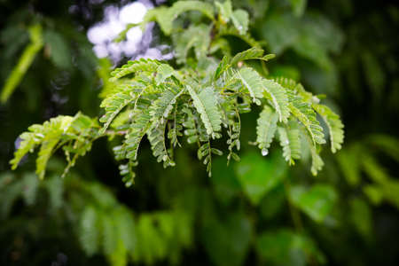 Green leaves of tamarind in the garden.の写真素材