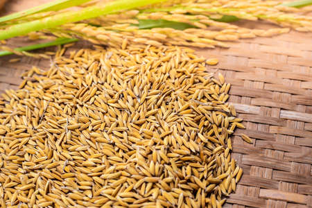 rice paddy on wooden background.の写真素材