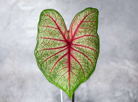Caladium is one of the most well known plant in Asia, which have beautiful leaves, best in the pot for garden decoration.の写真素材