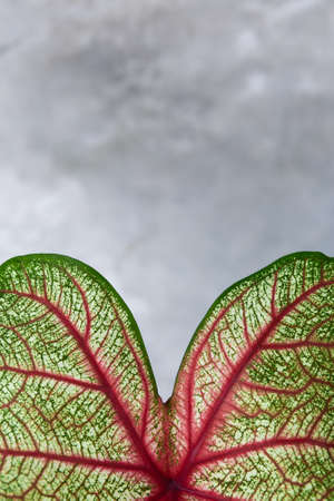 Caladium is one of the most well known plant in Asia, which have beautiful leaves, best in the pot for garden decoration.の写真素材