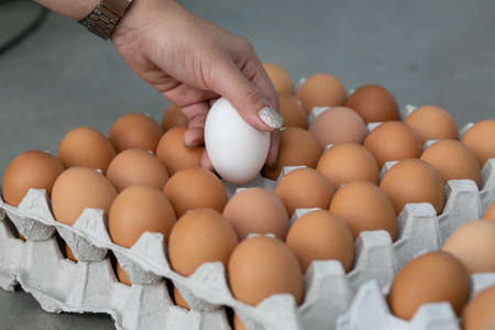 Leadership concept with fresh chicken eggs and duck egg in carton.