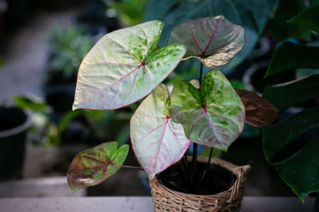 Caladium Bicolor beautiful leaves, best in the pot for garden decoration.の写真素材