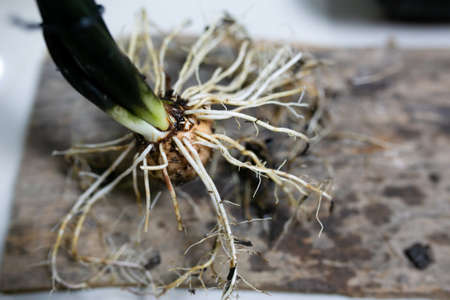 Caladium bicolor plant propagation by cutting rootstock.の写真素材