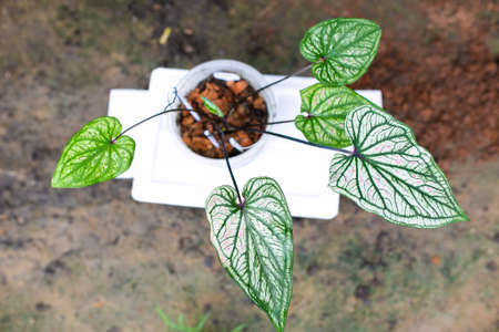 Caladium Bicolor beautiful leaves, best in the pot for garden and home decoration.