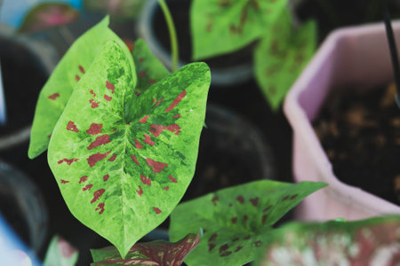 Caladium Bicolor beautiful leaves, best in the pot for garden and home decoration.の写真素材