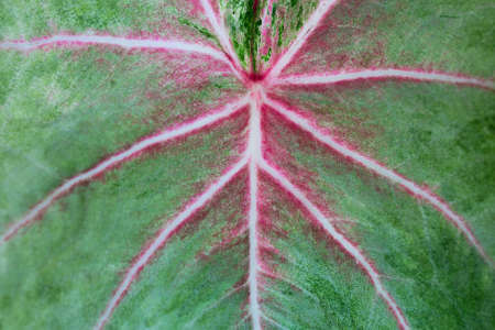 Caladium Bicolor beautiful leaves, best in the pot for garden and home decoration.の写真素材