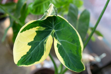 Caladium Bicolor beautiful leaves, best in the pot for garden and home decoration.の写真素材