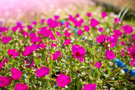 Colorful Common Purslane, Verdolaga, Pigweed, Little Hogweed or Pusley Flower in the garden.