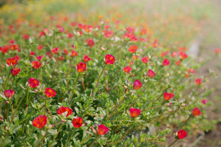 Colorful Common Purslane, Verdolaga, Pigweed, Little Hogweed or Pusley Flower in the garden.の写真素材