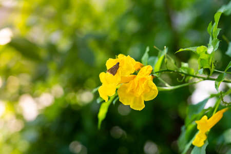 Yellow flower on a branch of forsythia. The beauty of spring nature.の写真素材