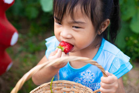 little child picking and eating strawberries.の写真素材