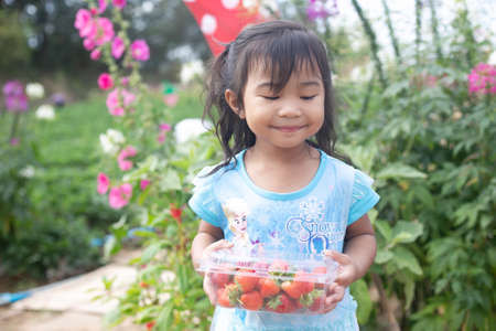 Thai girl picking and eating strawberries.の写真素材