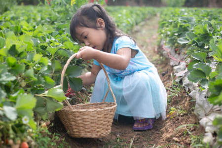 little child picking and eating strawberries.の写真素材