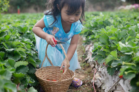 Thai girl picking and eating strawberries.の写真素材