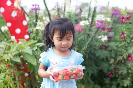 little child picking and eating strawberries.の写真素材