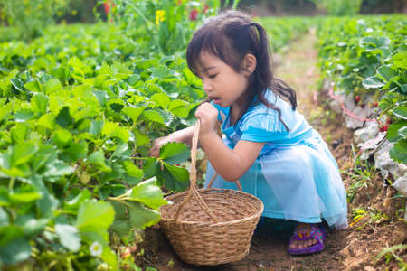 little child picking and eating strawberries.の写真素材