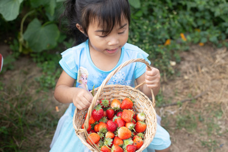 little child picking and eating strawberries.の写真素材