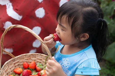 Thai girl picking and eating strawberries.の写真素材