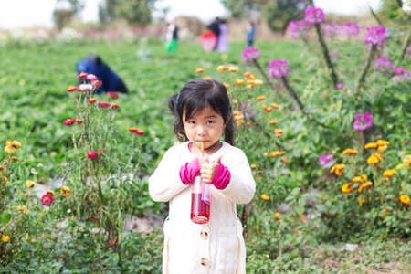 little child picking and eating strawberries.の写真素材