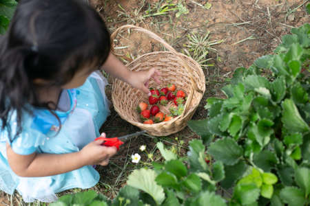 little child picking and eating strawberries.の写真素材