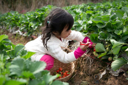 little child picking and eating strawberries.の写真素材