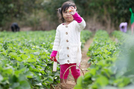 little child picking and eating strawberries.の写真素材