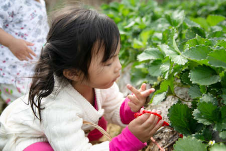 little child picking and eating strawberries.の写真素材