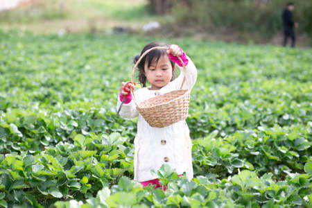 little child picking and eating strawberries.の写真素材
