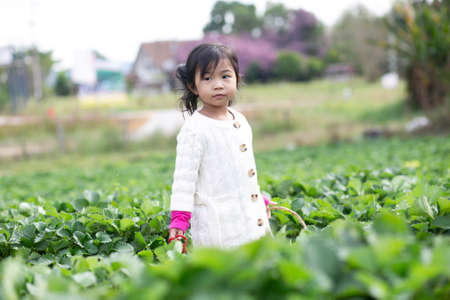 little child picking and eating strawberries.の写真素材