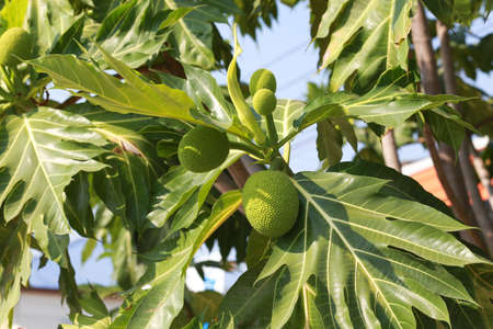 Sukun or breadfruit (Artocarpus altilis). The green fruit contains high levels of antioxidants.