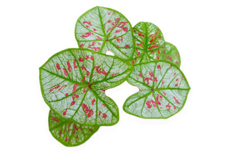 Caladium Bicolor beautiful leaves, Queen of leaf for garden decoration.の写真素材