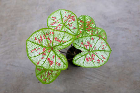 Caladium Bicolor beautiful leaves, Queen of leaf for garden decoration.の写真素材