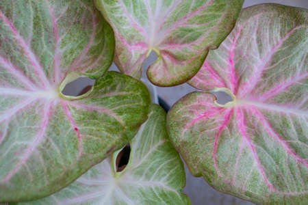 Caladium Bicolor beautiful leaves, Queen of leaf for garden decoration.の写真素材