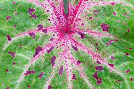 Close up of Caladium Bicolor beautiful leaves.の写真素材