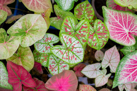 Close up of Caladium Bicolor beautiful leaves.の写真素材