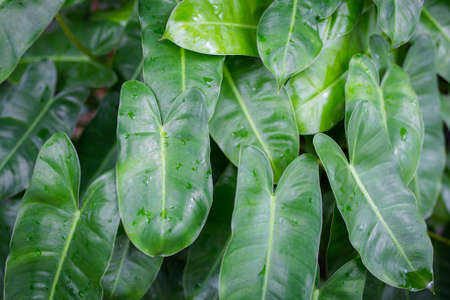 close up of green leaves, green natural background.