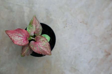 Caladium bicolor is regarded as the "Queen of the Leafy Plants". Close up of Caladium Bicolor beautiful leaves.の写真素材