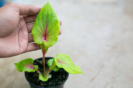 Caladium bicolor is regarded as the "Queen of the Leafy Plants". Close up of Caladium Bicolor beautiful leaves.の写真素材