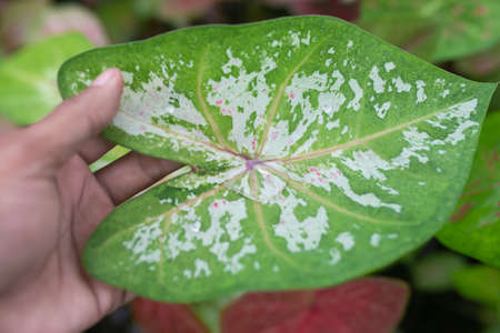Caladium bicolor is regarded as the "Queen of the Leafy Plants". Close up of Caladium Bicolor beautiful leaves.の写真素材