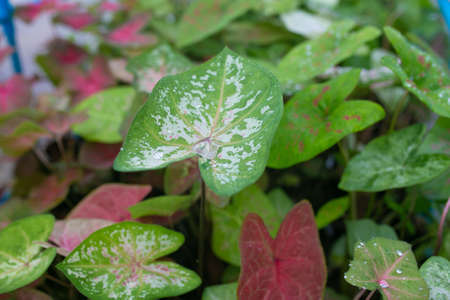 Caladium bicolor is regarded as the Queen of the Leafy Plants. Close up of Caladium Bicolor...
