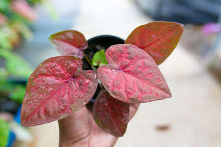Caladium bicolor is regarded as the "Queen of the Leafy Plants". Close up of Caladium Bicolor beautiful leaves.の写真素材