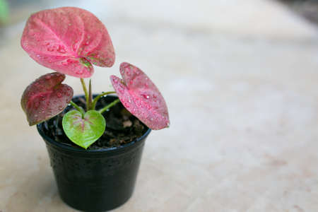 Caladium bicolor is regarded as the "Queen of the Leafy Plants". Close up of Caladium Bicolor beautiful leaves.の写真素材