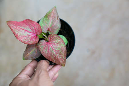 Caladium bicolor is regarded as the "Queen of the Leafy Plants". Close up of Caladium Bicolor beautiful leaves.の写真素材