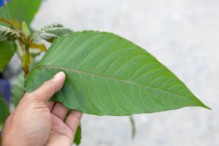 Mitragyna speciosa leaf (kratom), plant in thailand, Kratom is Thai herbal which encourage health.の写真素材