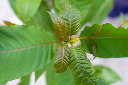 Mitragyna speciosa leaf (kratom), plant in thailand, Kratom is Thai herbal which encourage health.
