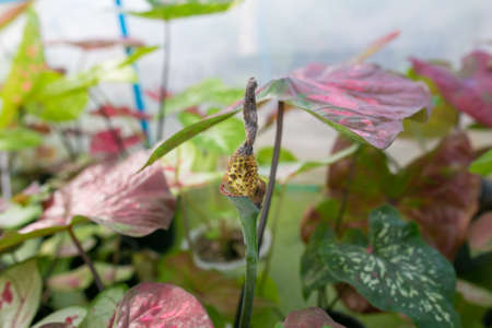 Flower of Caladium bicolor is regarded as the "Queen of the Leafy Plants". Close up of Caladium Bicolor beautiful leaves.の写真素材