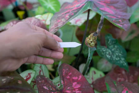 Flower of Caladium bicolor is regarded as the "Queen of the Leafy Plants". Close up of Caladium Bicolor beautiful leaves.の写真素材